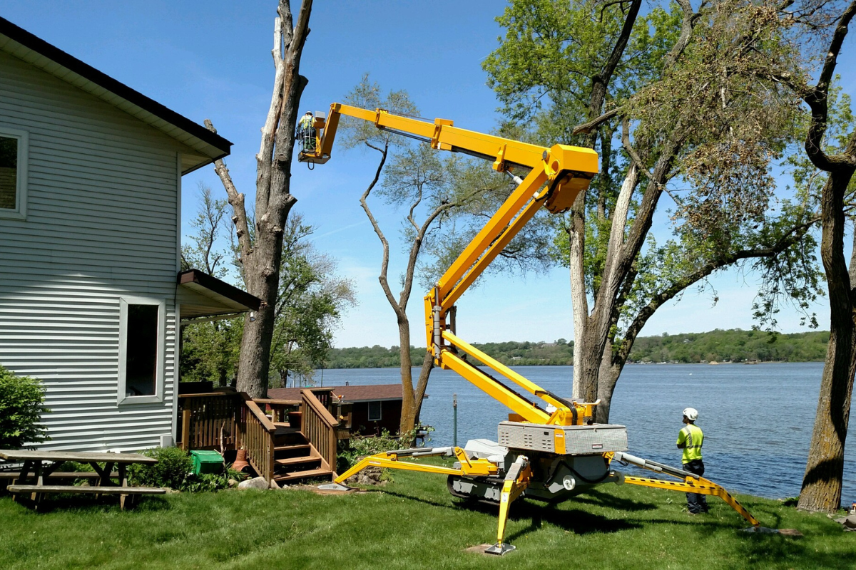 Tree Removal