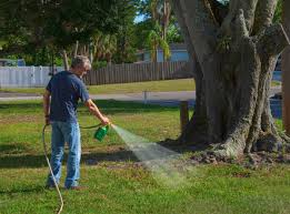 lawn weeds australia