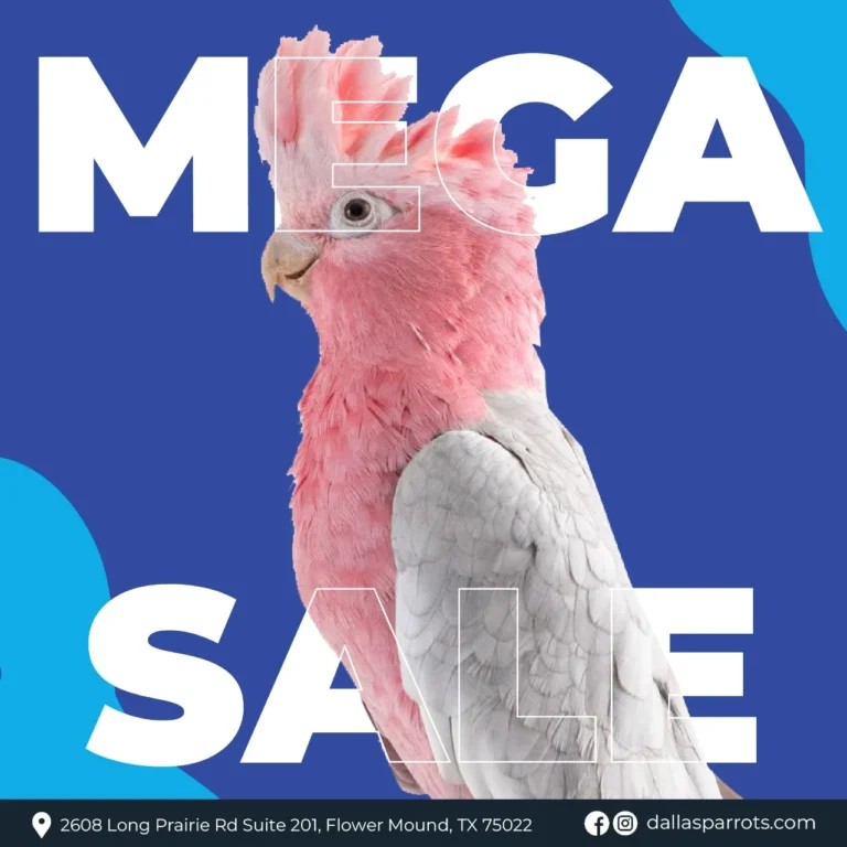 macaws for sale by owner