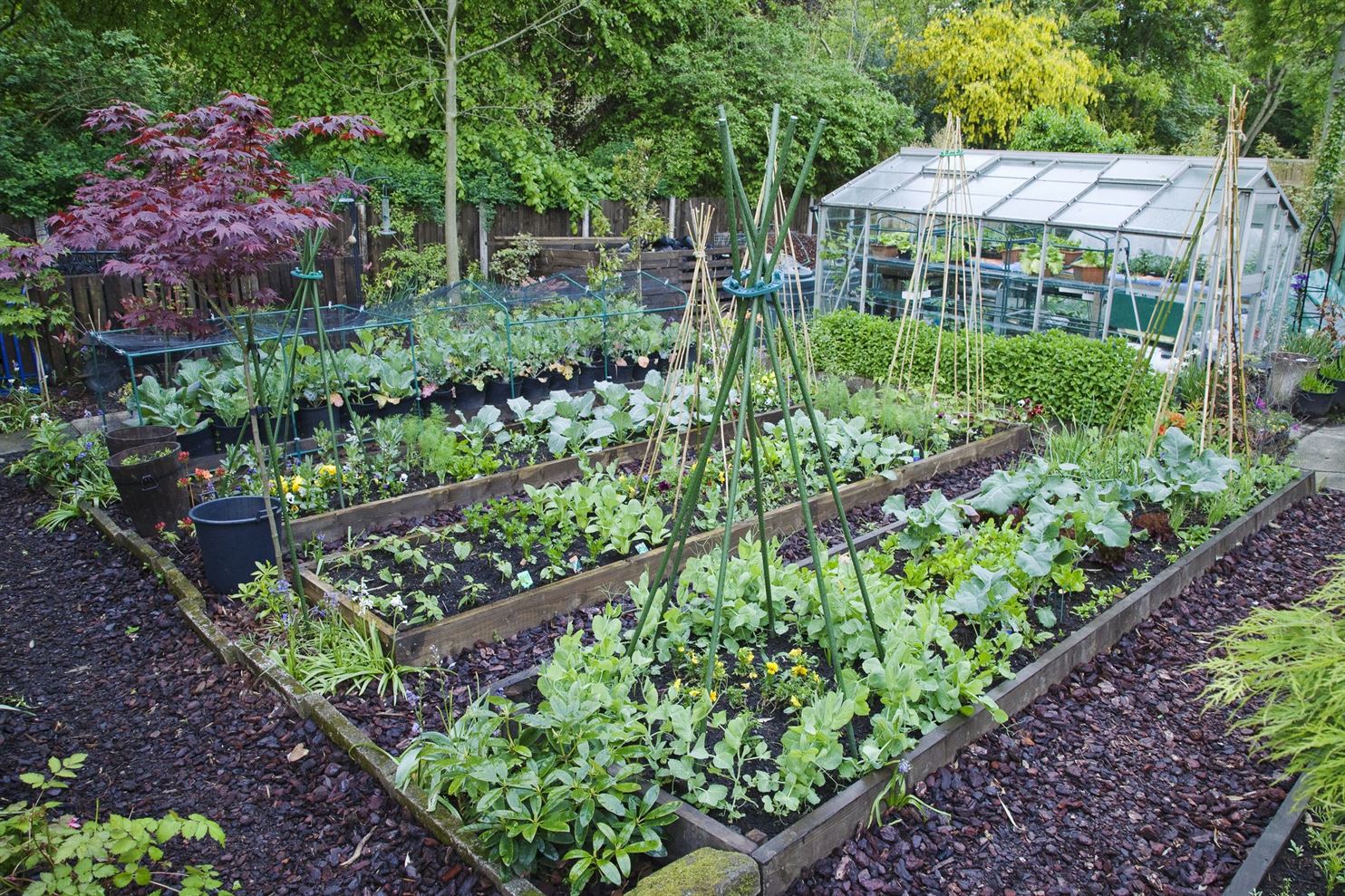 Kitchen_Garden